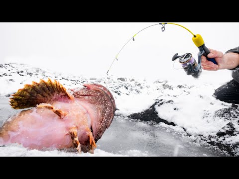 冬の海に現れるモンスターを捕獲する！