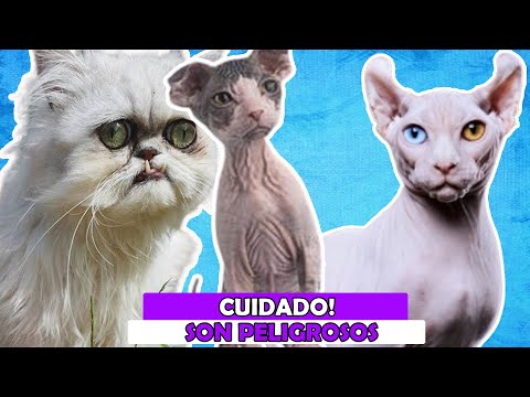 E14 - Las 5 Razas de Gatos Más Agresivas del Mundo