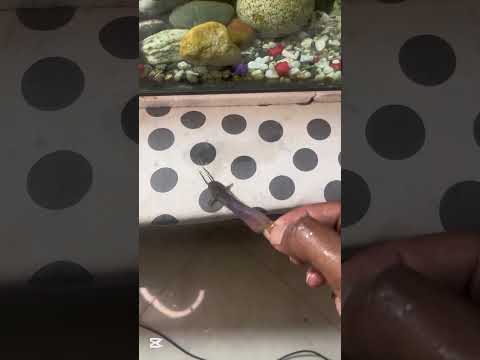 একুরিয়ামের শিং মাছের দেখো কি অবস্থা #shorts