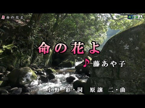 藤あや子【命の花よ】カラオケ