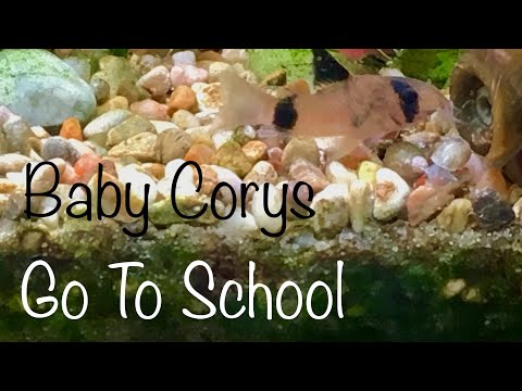 Baby Corys Go To School My Panda Corys had fry probably about a month ago. I only saw glimpse of them a few days ago but the
