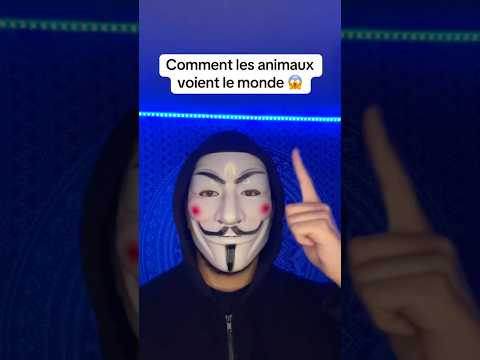 Comment les animaux voient le monde 😱