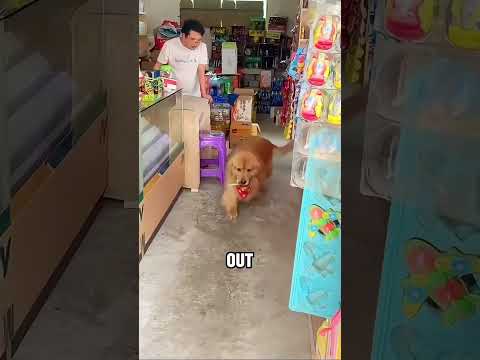 QQ’s exchange adventure 😂😂#cuteanimals #dog #funny #shortvideo