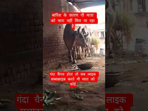 बारिश के कारण गौ माता को चारा नहीं मिल पा रहा है#100millon #cow #motivation #13million #gaumata