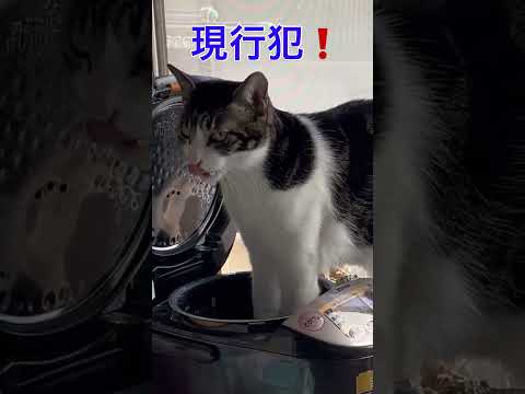 炊飯器の内釜のカピカピが大好きな猫#保護猫#変わった食べ物が好きな猫