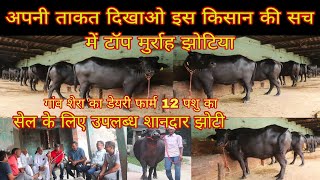 अपनी ताकत दिखाओ इस किसान की सच में टॉप मुर्राह झोटिया गांव शेरा सेल के लिए शानदार झोटी 