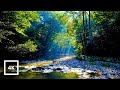 4K Forest River Nature Sounds - Gentle Stream, Birdsong & Sunlight  Relaxing Ambience for Sleep[1]