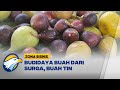 Budidaya dan Manfaat Buah Tin