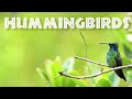 Hummingbird Facts and Trivia