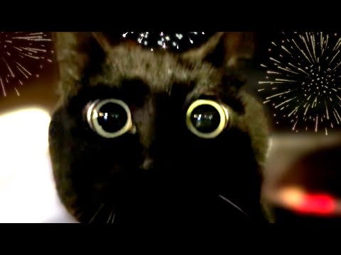 犬の動画サムネイル - 10歳の誕生日にサプライズ花火！天の反応は？ Ten Turns 10!