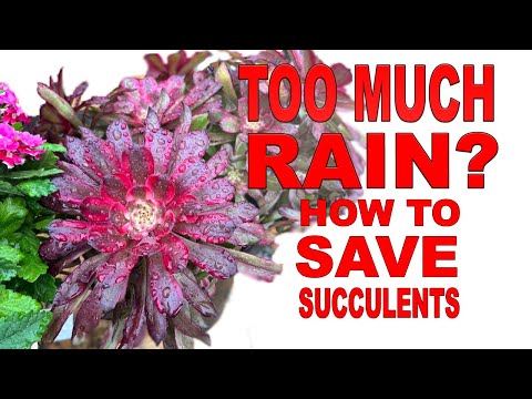 How To Rescue Overwatered Succulents Before It’s Too Late #succulents @ChopstickandSucculents
