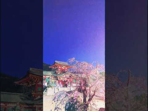 【2026最新】防府天満宮の桜が満開!お花見散策🌸 #Shorts #防府市 #桜