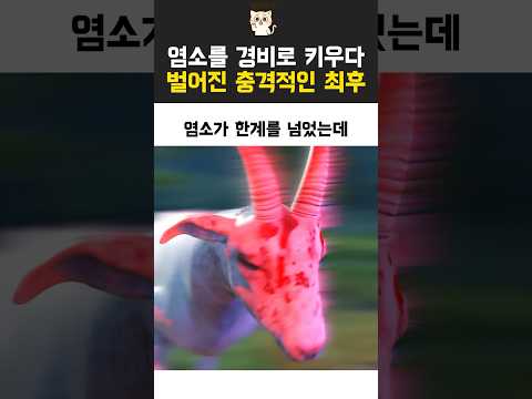 염소를 강하게 키우다 벌어진 충격적인 최후