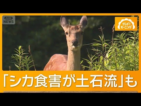 シカ増加で土砂災害の危機　草食べ尽くし土むき出し“山が丸裸”　20年で2倍の頭数【もっと知りたい！】【グッド！モーニング】(2026年7月18日)