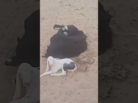 #animals #anmals #cowgoat #travel #funny #farmanimal #cow #livestock #comedy #shortvideos #shorts