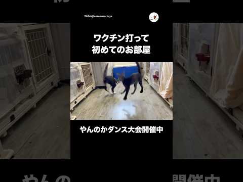 沖縄の猫カフェPECOで開催されるダンスイベントと保護猫の紹介 サムネイル