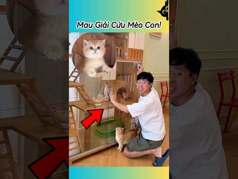 🆘 SOS! Hãy Giúp Mình Giải Cứu Mèo Con #thúcưng #vậtnuôi #chómèohàihước #funny #pets #cat #cute