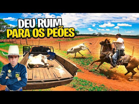 PEÕES NÃO DERAM CONTA DE LAÇAR ESSE TOURO NELORE! Deu RuiM