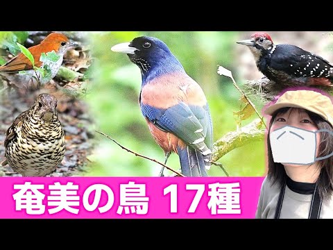 奄美は鳥がいっぱい!【野鳥撮影vlog】