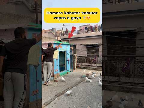 Hamara kabutar kabutar vapas a gaya🕊️😍 #pigeon #kabootarloft05 #pigeontips #fancybird #vlog