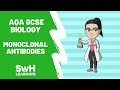 Monoclonal Antibodies and Immune Response
