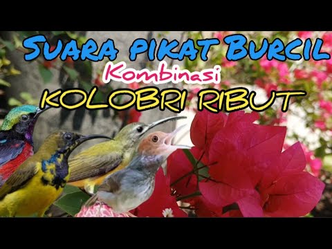 Suara Pikat Burcil Kombinasi Kolibri Ribut Dan Prenjak Starter