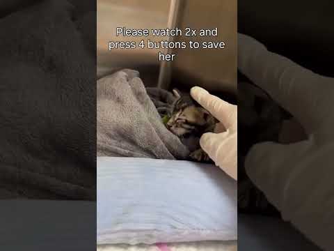 She was rescued <strong>this</strong> morning and is now safe, <strong>but</strong> she urgently needs treatment.