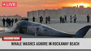 🔴 NYC LIVE | Whale Washes Up in Rockaway Beach, Queens 🐋 (3/26/2026)