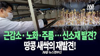 나눔바이오, 땅콩새싹에서 근감소·주름·노화 막는 신소재 찾았다...!! 땅콩새싹의 힘