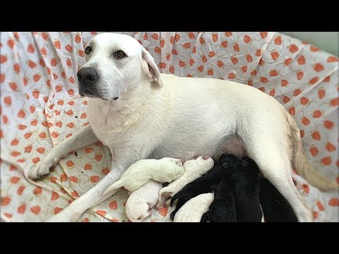 DAISY DUKE HAD 8 PUPPIES!!