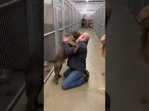 Giant Pitbull Screams With Joy When Old Man Says “I Adopted You”