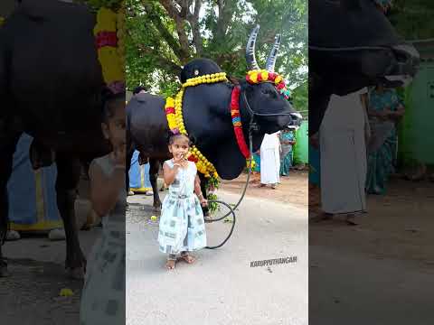 #jallikattu #bull  #cow cartoon #video song downloadcross #belgian blue bullvideo #cow cartoon video