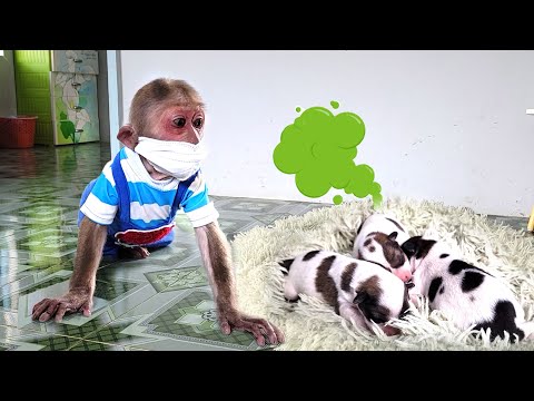 Oh no 😧 Monkey emotional reaction with puppy poop