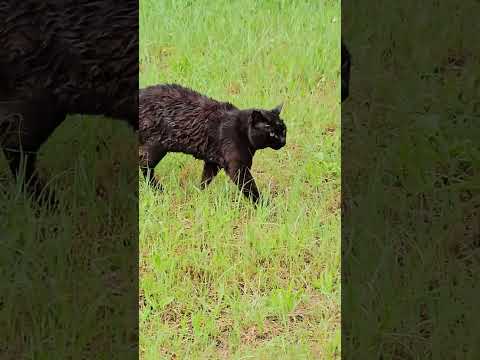 地域猫、黒ちゃん#野良猫保護#救助#捨て猫#Protecting stray cats #Rescue #Abandoned cats