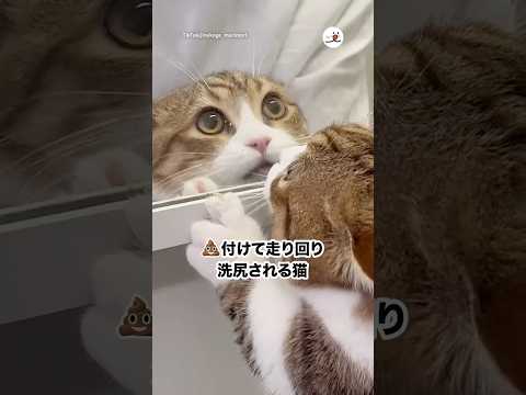 深夜に走り回る猫と洗尻されて怒る姿のほほえましい光景 サムネイル