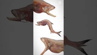 ബോംബെ ഡക്ക് ?! Bombay Duck #shorts #youtubeshorts