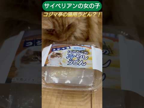 うどん食べる猫様　サイベリアン女の子 #ねこ #にゃんグラム #cat #しゃむねこ #猫好きさんと繋がりたい #ネコガミ #猫のいる生活 #ネコムート #猫のいる暮らし #子ネコ