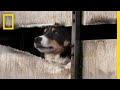 Working Dogs and Family Traditions