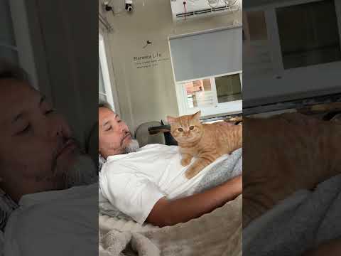 เด็กขี้ฟ้อง #cat #cutecat #cute #funnycats #pets #funny #แมว #แมวถังแก๊ส #animals #kitten