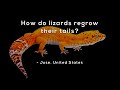 Animal Regeneration and Human Adaptation