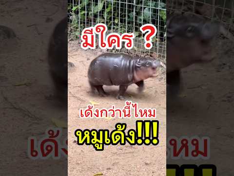 หมูเด้ง ฮิปโปแคระเซเลบ น้องหมูเด้ง #หมูเด้ง #น้องหมูเด้ง #สวนสัตว์เปิดเขาเขียว Khao Kheow Open Zoo