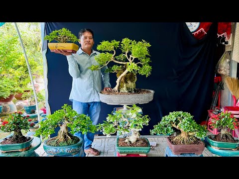 Cây cảnh 22/2 lô bonsai nhỏ xinh nhìn rất nét, chỉnh sửa bài bản xịn sò - Ba Chị Em bao ship