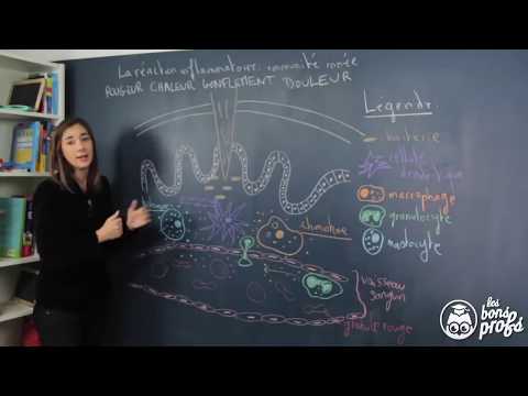 Réaction inflammatoire : l'immunité innée - SVT - Les Bons Profs