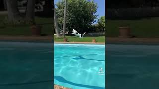 Flying Jack Russell