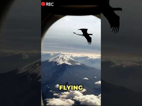 Top 10 DEADLIEST Flying Monsters ☠️