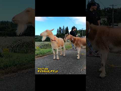 #畑仕事#土と暮らす#芋掘り#収穫の秋