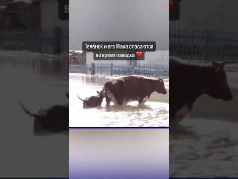 ТЕЛЕНОК И ЕГО МАМА СПАСАЮТСЯ ВО ВРЕМЯ ПАВОДКА