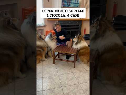 DOGFY DIET MOTIVO DI ATTRITI NEL BRANCO 😂