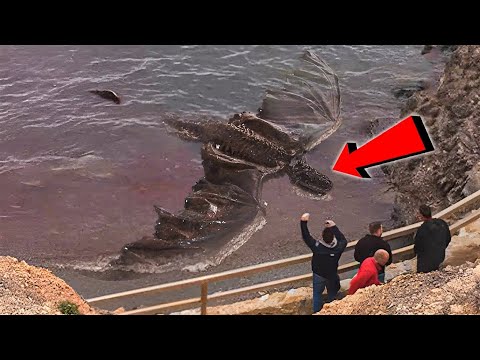 A Mysterious Carcass Appeared on Beach, What Happened Next Shocked Everyone!