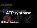 ATP Synthase and Its Role in Cellular Processes